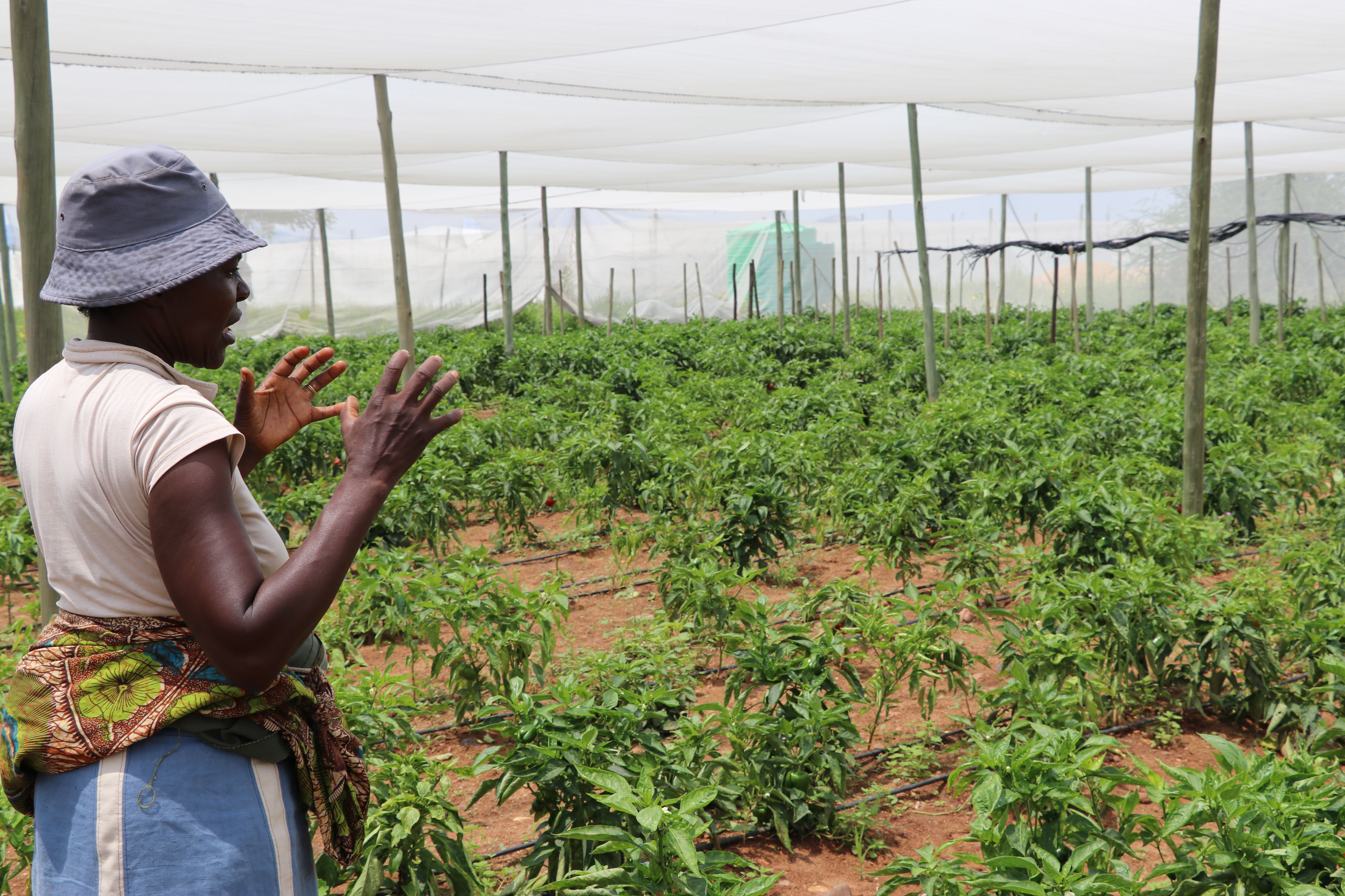 Agriculture, Irrigation and Gender 