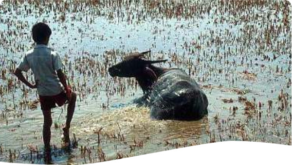 Vietnam: Scaling up rural sanitation – political economy constraints and opportunities