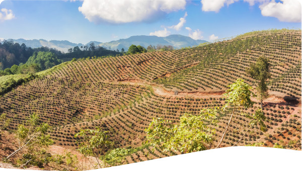 coffee plantation in the highlands of honduras