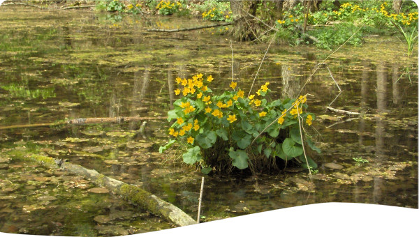 Hungary/Romania: River basin management of the Körös/Crisuri River