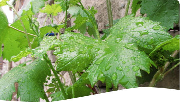 Mediterranean: Non-Conventional Water Resources Programme