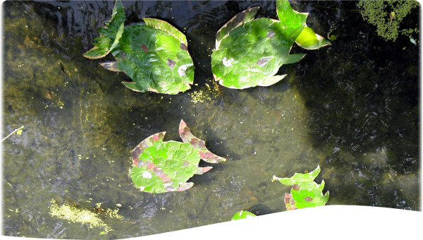 Romania: Lessons from Water Safety Plans for small-scale water supply systems as developed by schools