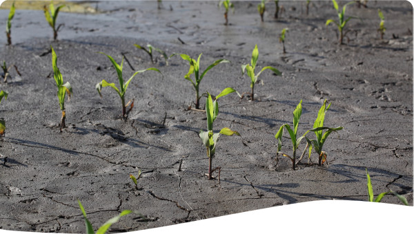 Sri Lanka: Disaster Risk Reduction through Climate Change Adaptation in Aranayake