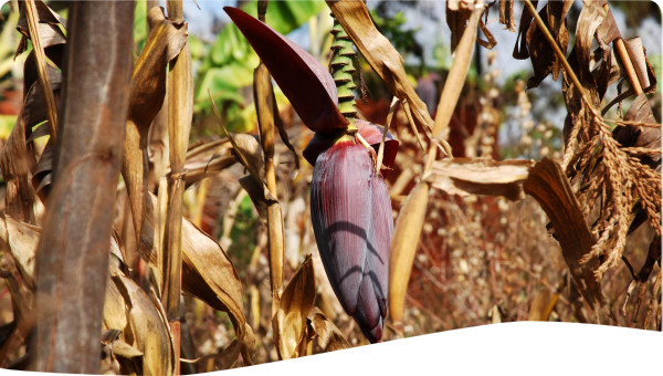 Tanzania Adapting to climate change through land and water management